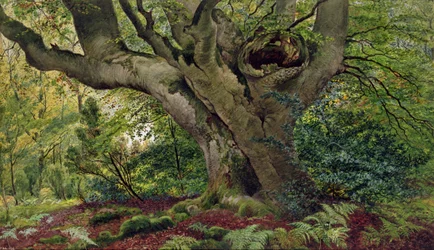 Burnham Beeches
